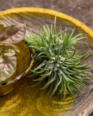 Tillandsia