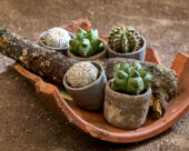 Cactus collection