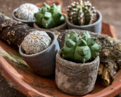 Cactus collection