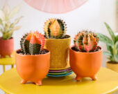 Gymno cactus collection