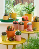 Colourful cactus collection