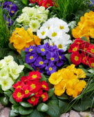 Primula acaulis kleurrijke mix
