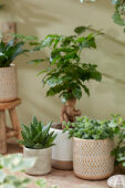 Indoor plant collection in a small place