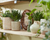 Kamerplanten collectie in kleine ruimte
