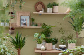 Kamerplanten collectie in kleine ruimte