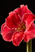 Hippeastrum flower