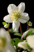 Helleborus niger