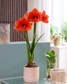 Hippeastrum Naranja