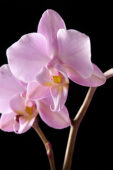 Phalaenopsis