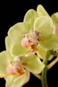 Phalaenopsis