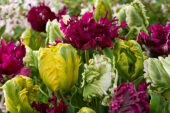 Mixed parrot tulips