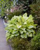 Hosta Yellow Polka Dot Bikini