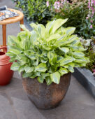 Hosta Yellow Polka Dot Bikini