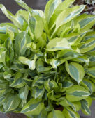 Hosta Yellow Polka Dot Bikini