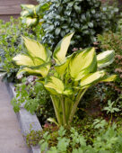 Hosta Golden Tower