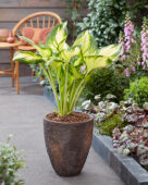 Hosta Golden Tower