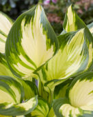 Hosta Golden Tower