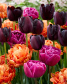 Tulipa mixed