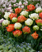 Tulipa Valdivia, White Mountain