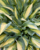 Hosta Golden Spear