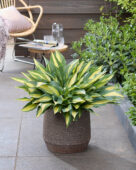 Hosta Golden Spear