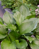 Hosta Black Onyx