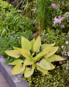 Hosta Solar Mist