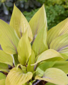 Hosta Solar Mist