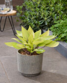 Hosta Solar Mist