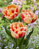 Tulipa Bed of Roses