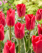 Tulipa Sterk OntwerpTulipa Strong Design
