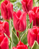 Tulipa Sterk OntwerpTulipa Strong Design