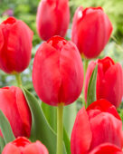 Tulipa Canadian Liberator