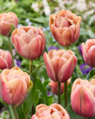 Tulipa La Belle Epoque