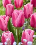 Tulipa Mosni