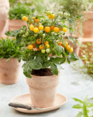 Solanum lycopersicum Ponchi Re Yellow