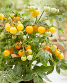 Solanum lycopersicum Ponchi Re Yellow