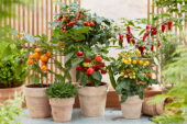 Capsicum annuum Pumpkin Pepper Spooky Red
Capsicum annuum Jalapeno Pepper Baby
Solanum lycopersicum Ponchi Re Yellow
Solanum lycopersicum Sweet Star Jo
Capsicum annuum Pumpkin Pepper Orange