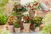 Capsicum annuum Pumpkin Pepper Spooky Red
Capsicum annuum Jalapeno Pepper Baby
Solanum lycopersicum Ponchi Re Yellow
Solanum lycopersicum Sweet Star Jo
Capsicum annuum Pumpkin Pepper Orange