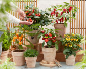 Capsicum annuum Pumpkin Pepper Spooky Red
Capsicum annuum Jalapeno Pepper Baby
Solanum lycopersicum Ponchi Re Yellow
Solanum lycopersicum Sweet Star Jo
Capsicum annuum Pumpkin Pepper Orange