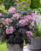 Sambucus nigra Cherry Lace
