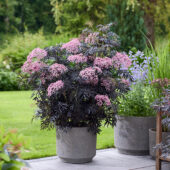 Sambucus nigra Cherry Lace