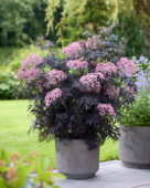 Sambucus nigra Cherry Lace