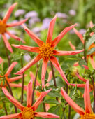 Dahlia Honka Orange