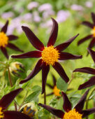 Dahlia Honka Dark