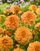 Dahlia Hollands Glorie