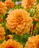 Dahlia Hollands Glorie