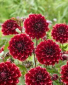 Dahlia Sissinghurst