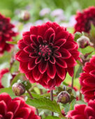 Dahlia Sissinghurst