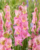 Gladiolus Happy Disco